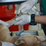 Maestria-en-Dermatologia-y-Alergologia-Veterinaria-3