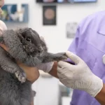 Maestría en Diagnóstico por Imagen en Pequeños Animales 3